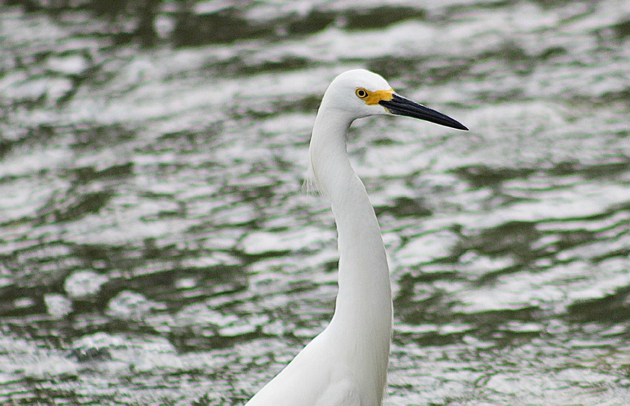 egret, bird, lake-7477141.jpg