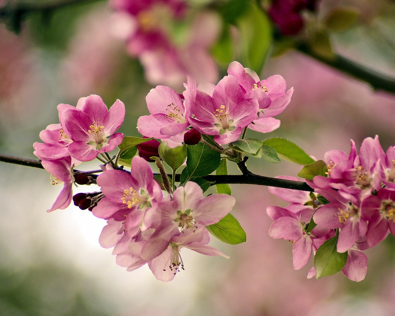 fair park cherry blossoms, cherry, blossoms-3906168.jpg