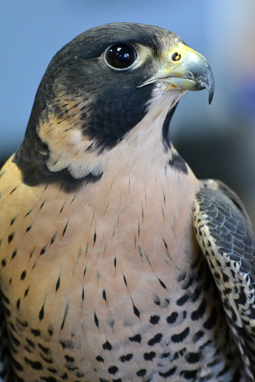 falcon, florida, animal-4306628.jpg