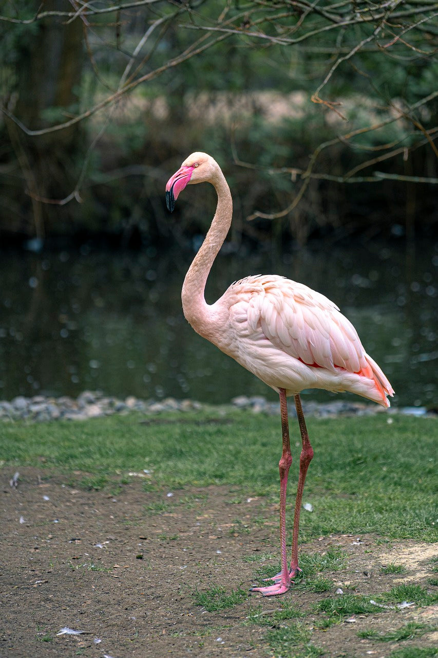 flamingo, nature, bird-7218852.jpg