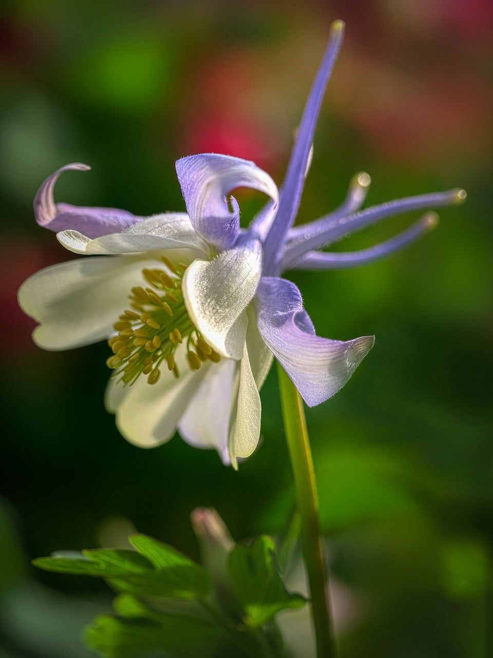 flower, colorado blue columbine, flower wallpaper-7093283.jpg