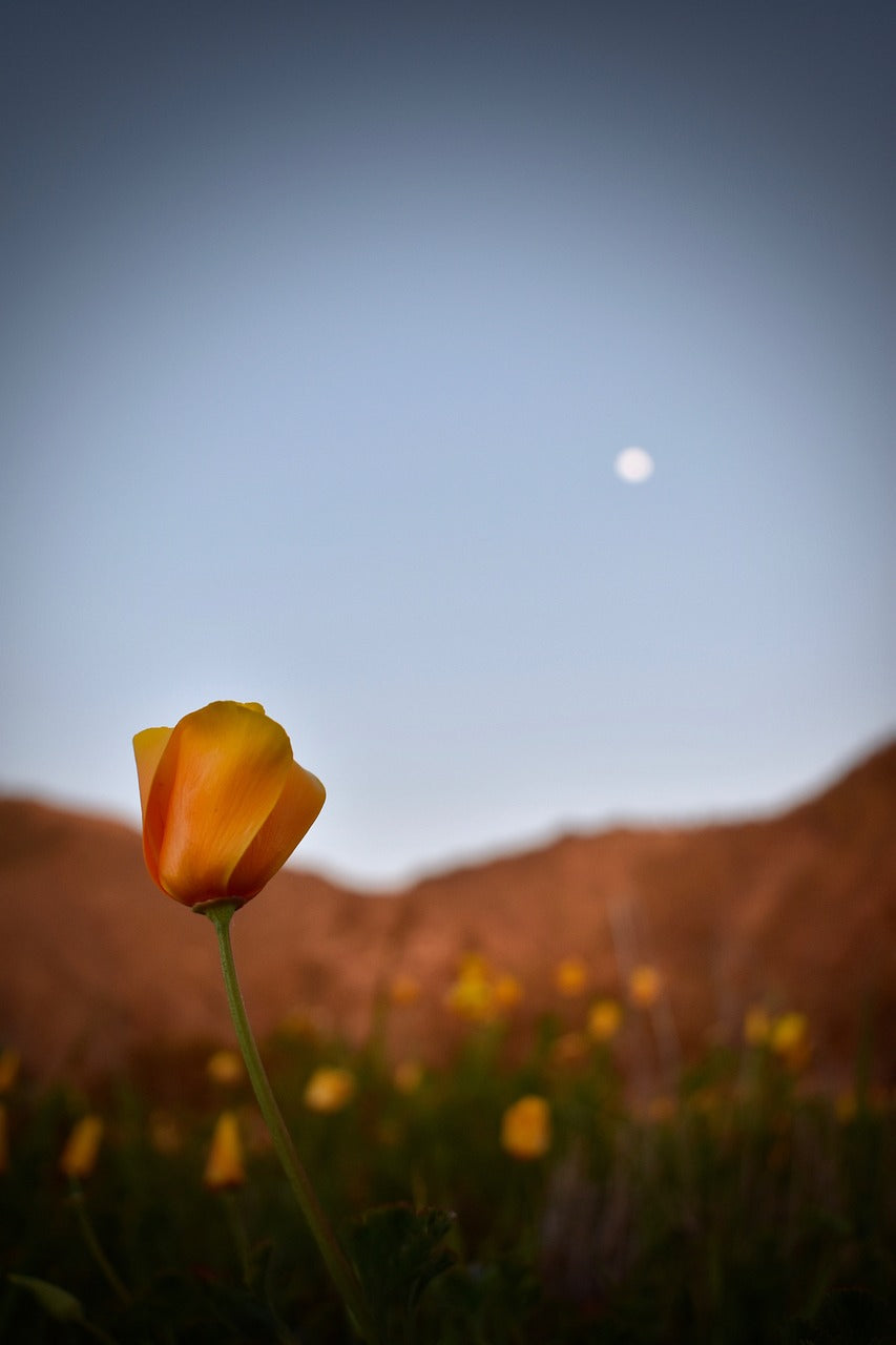flower, nature, sky-3311931.jpg