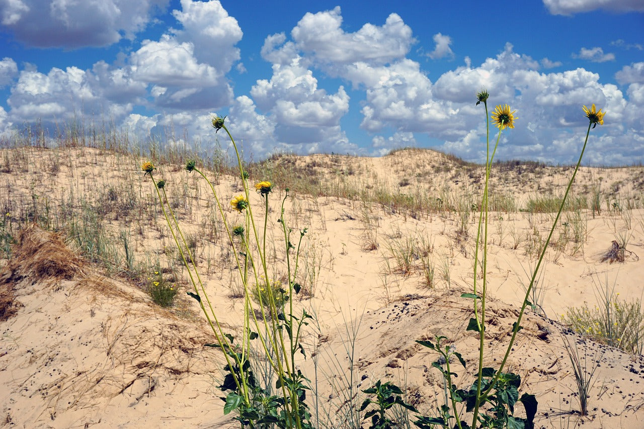 flowers, plants, weeds-5451746.jpg