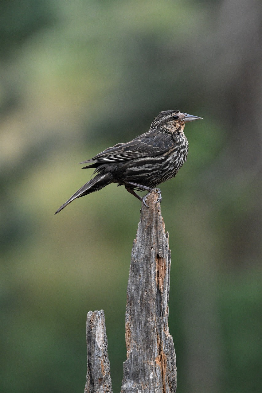 fly, nature, wildlife-8195179.jpg