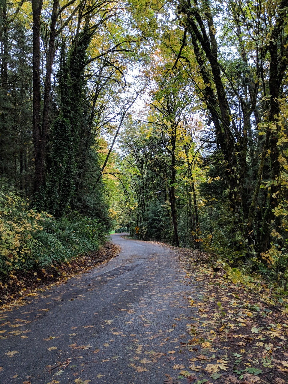 forest, oregon, northwest coastal area-3959656.jpg