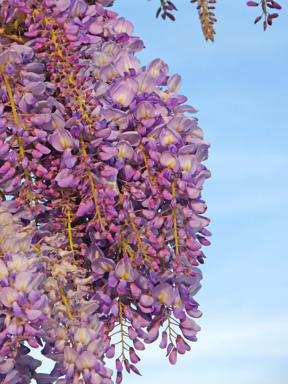 glycine, flower, florida-4927704.jpg