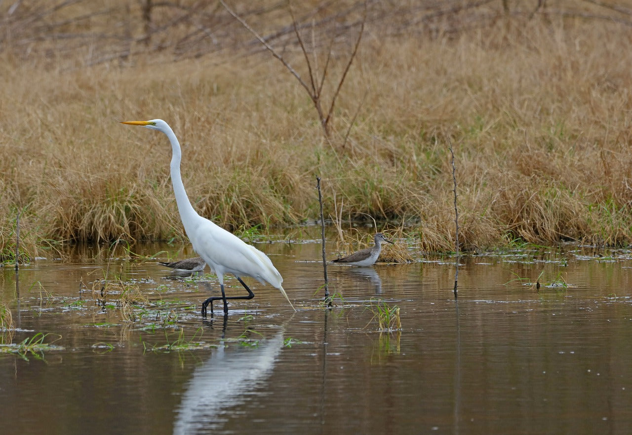 great egret, bird, lake-7280766.jpg