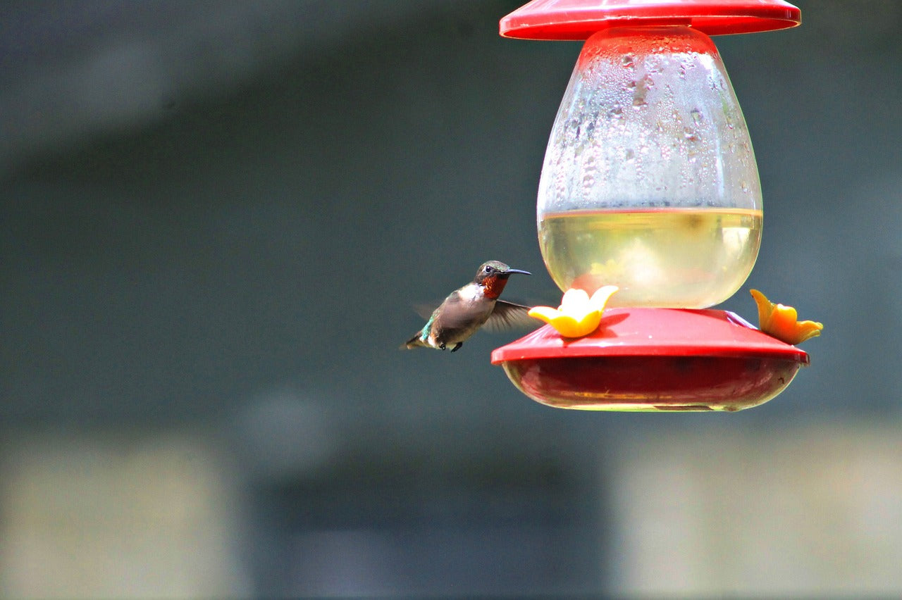 hummingbird, bird, feeder-7461770.jpg