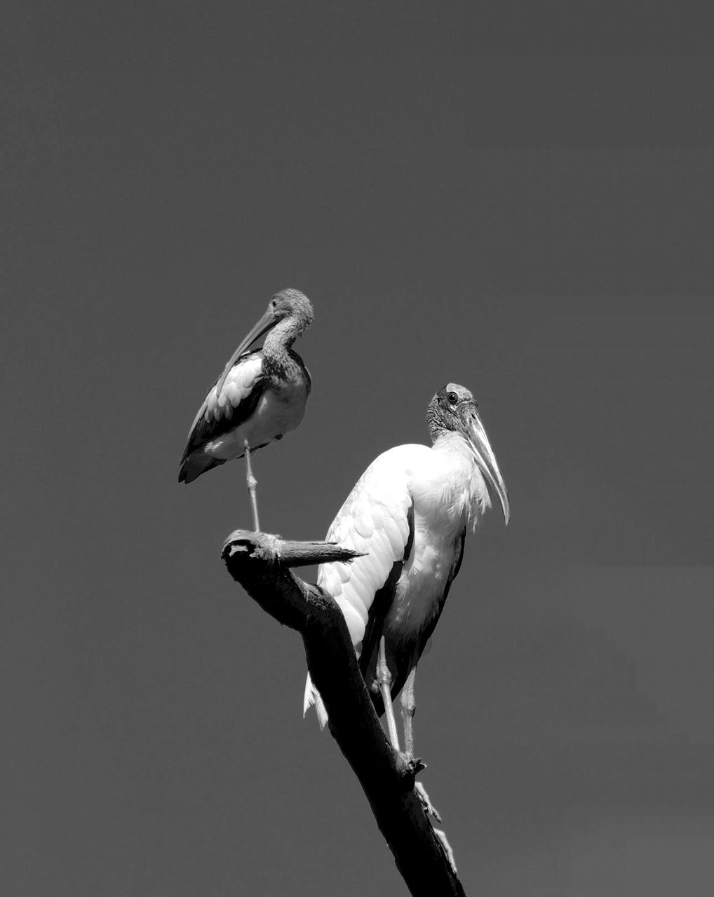 ibis bird, wood stork, avian-3610858.jpg