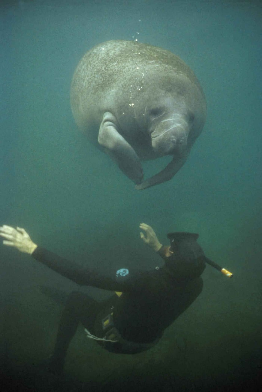 manatee, fauna, marine-387192.jpg