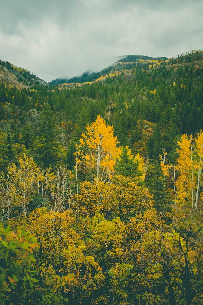 nature, trees, autumn-7062989.jpg