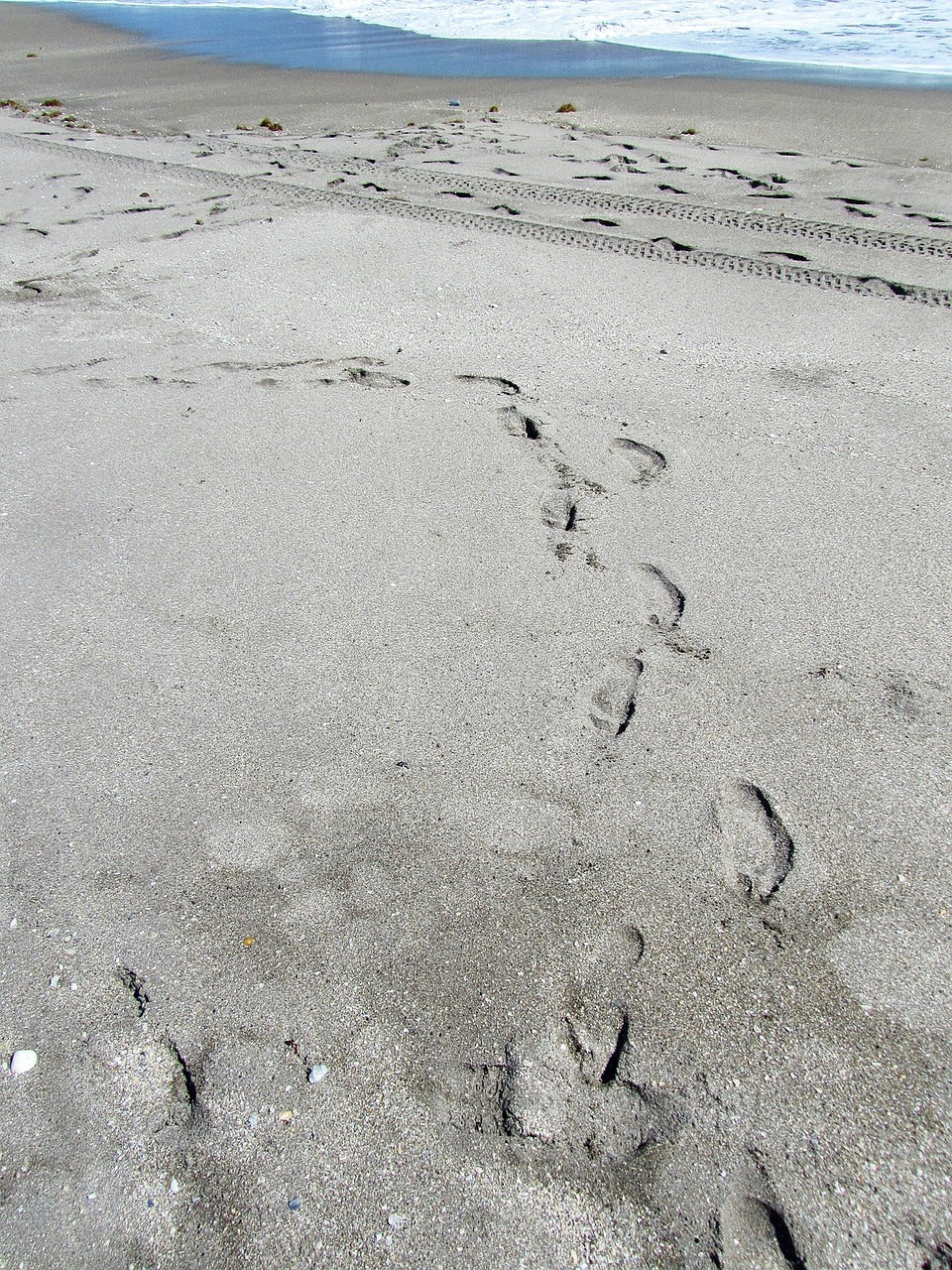 ocean, florida, sand-198133.jpg