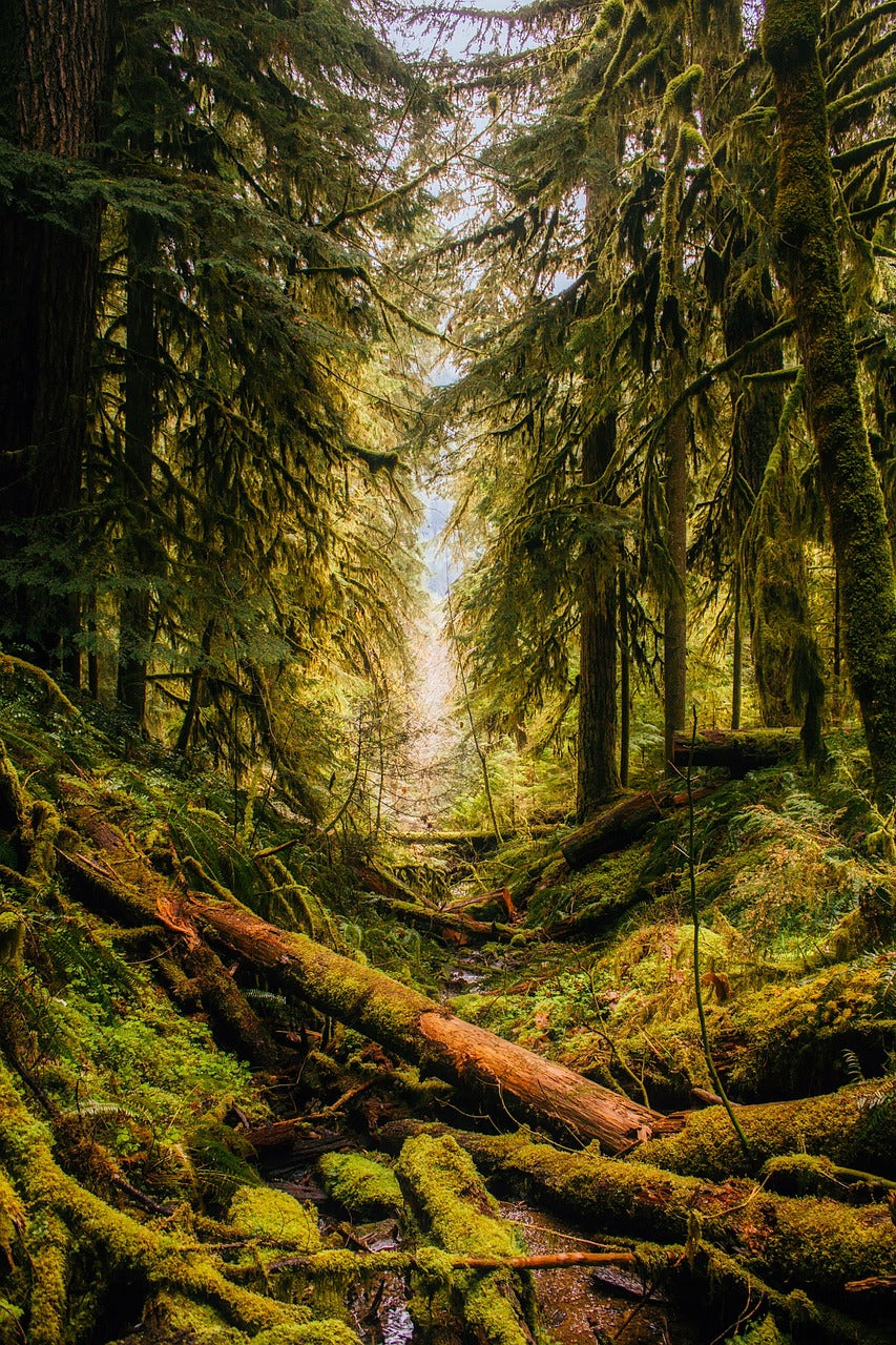 oregon, landscape, forest-2243452.jpg