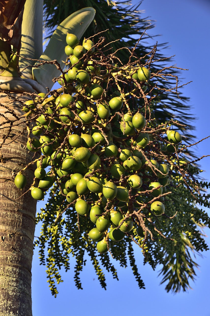 palm, palm beach, royal palm-2985022.jpg