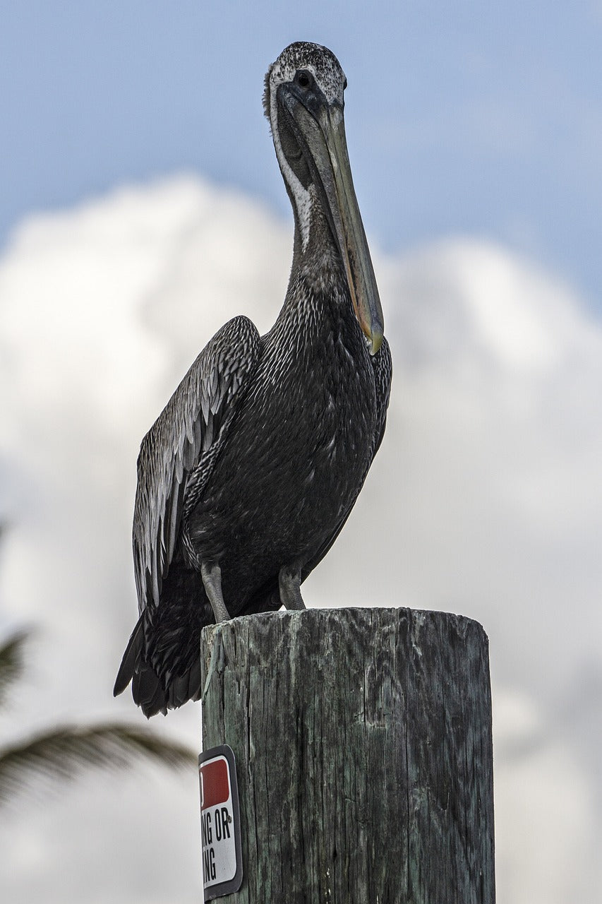 pelican, bird, nature-5122084.jpg