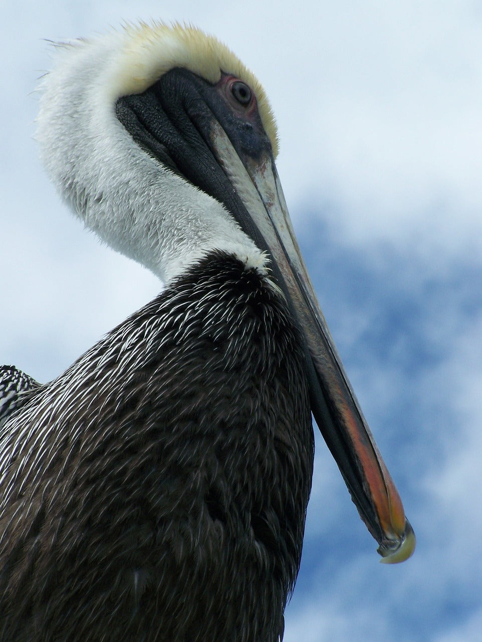 pelican, florida, bird-1076879.jpg