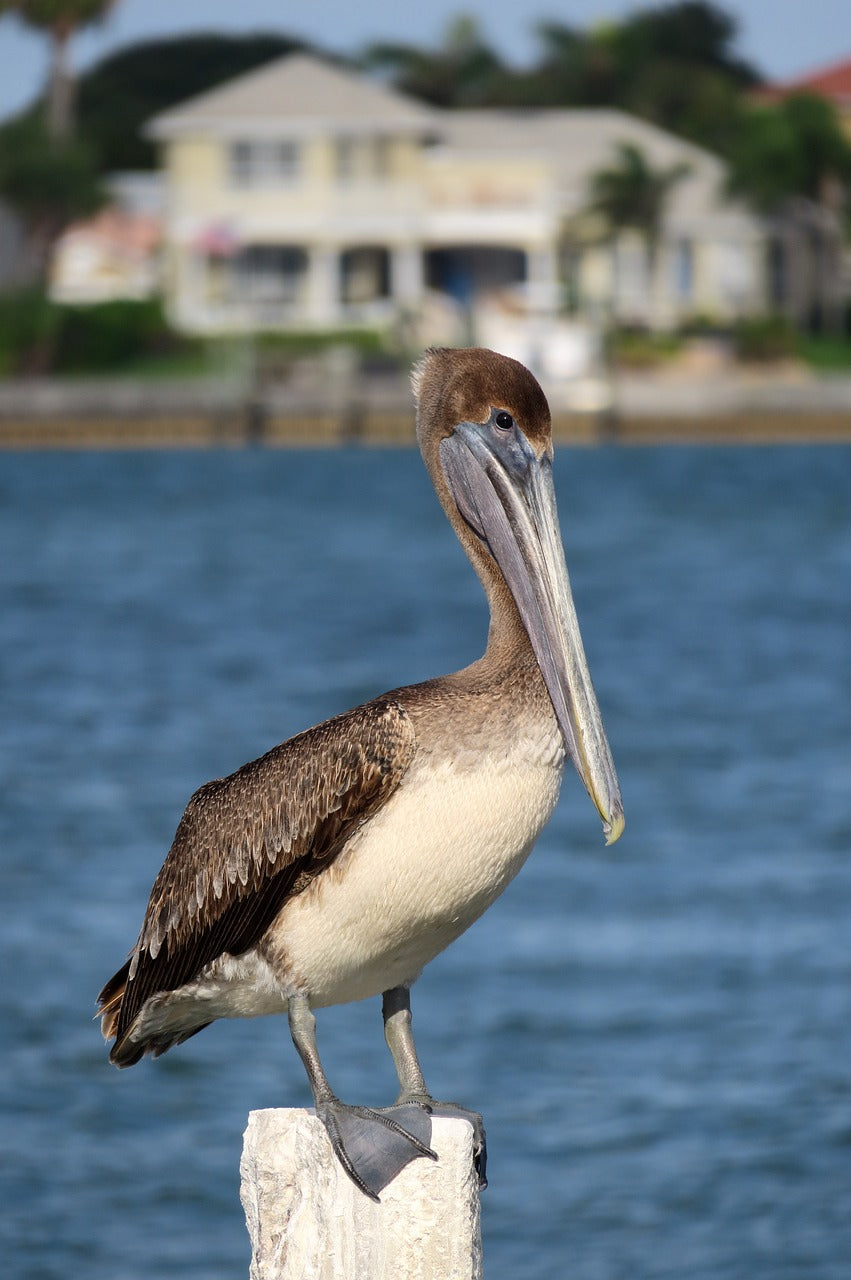 pelican, nature, beak-4283766.jpg