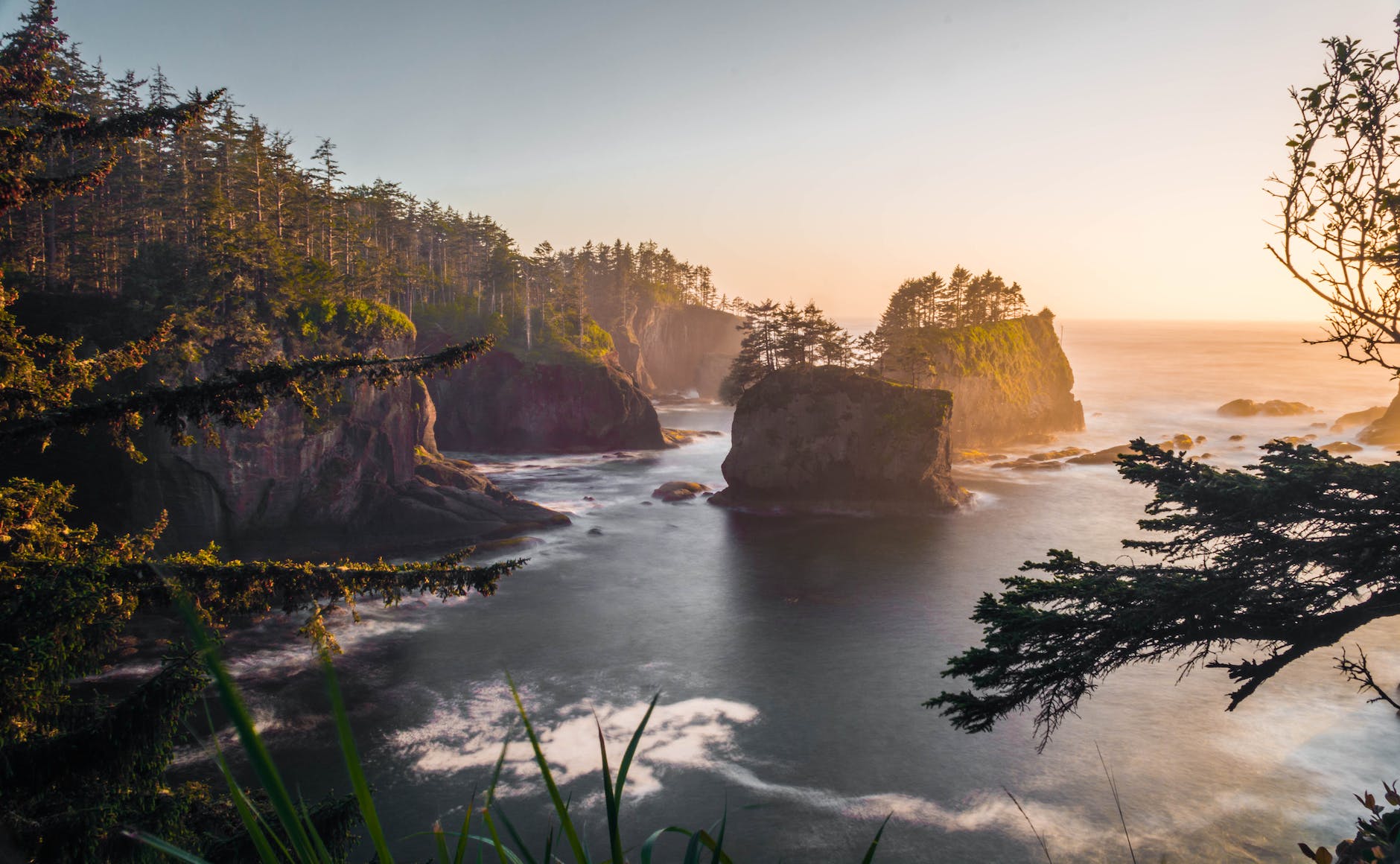 trees near ocean