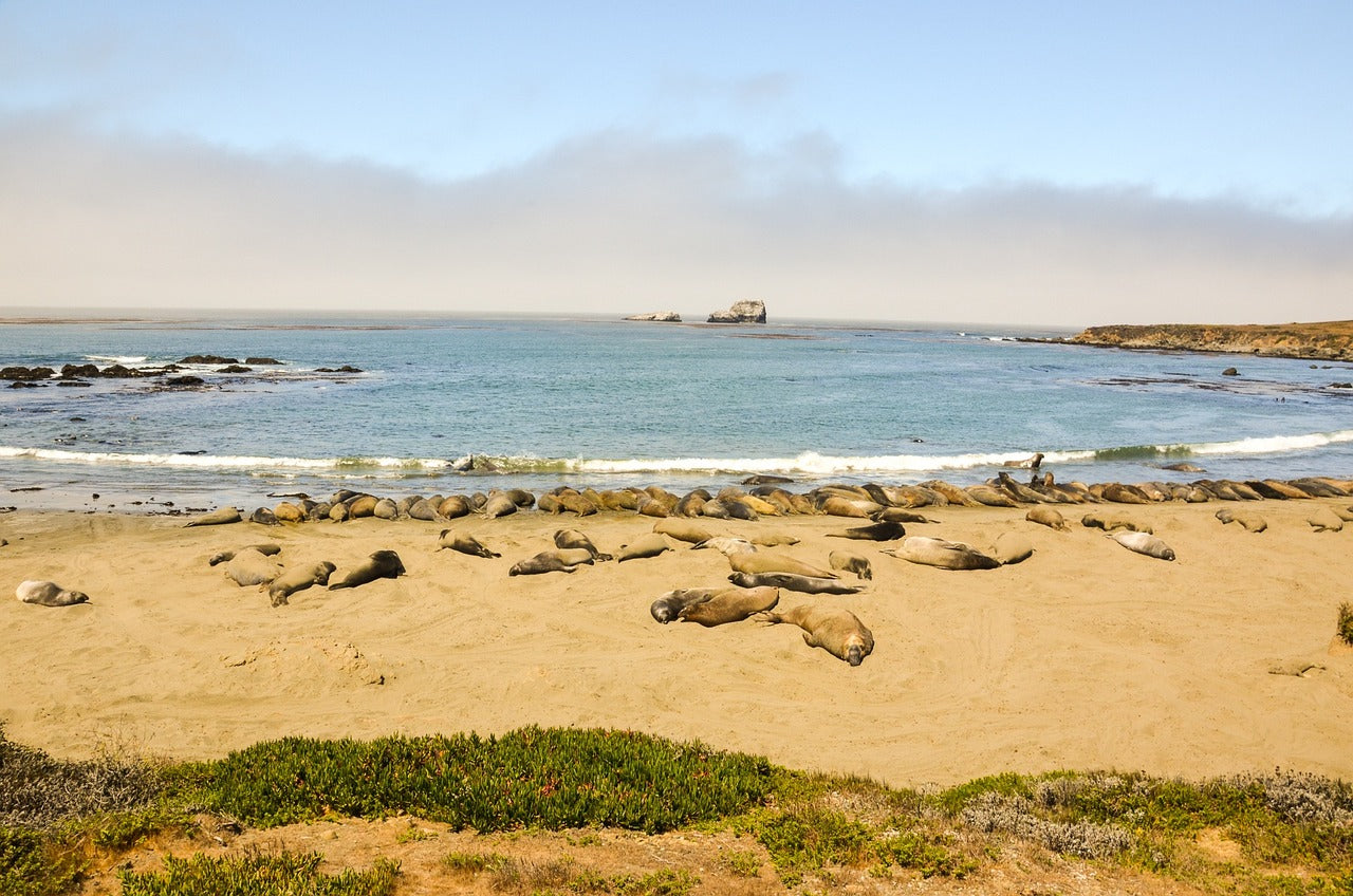 piedras blancas, california, highway 1-1641479.jpg