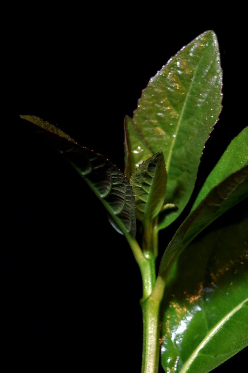 plant, background, leaf-5069895.jpg