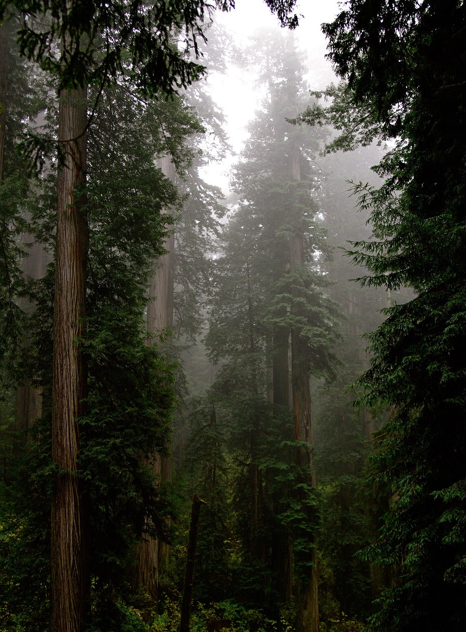 redwoods, old growth forest, forest-6002640.jpg