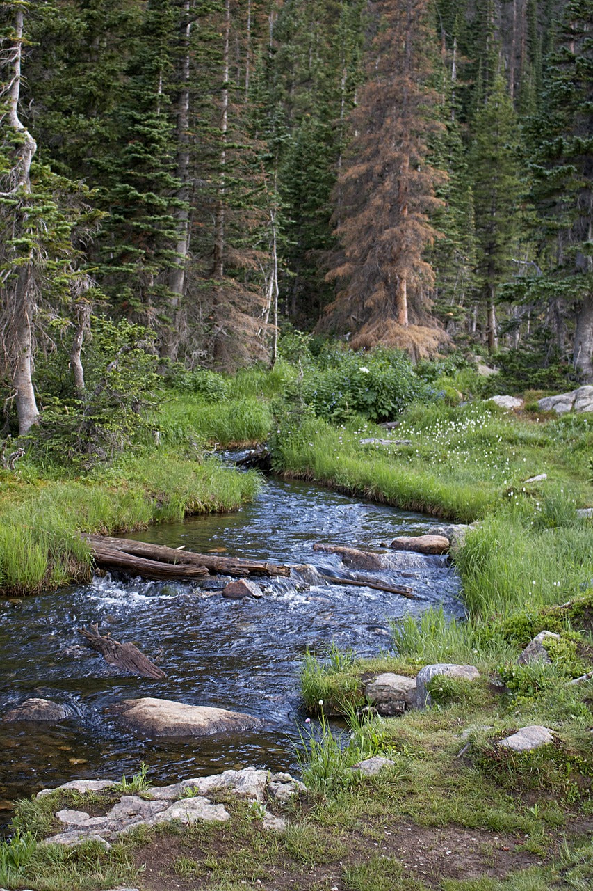 river, stream, forest-5453029.jpg