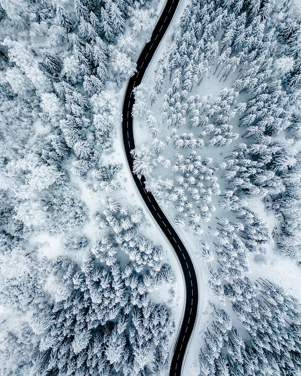 road, trees, forest-7751704.jpg