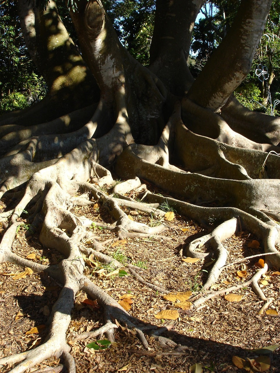 roots, tree, cypress-208447.jpg