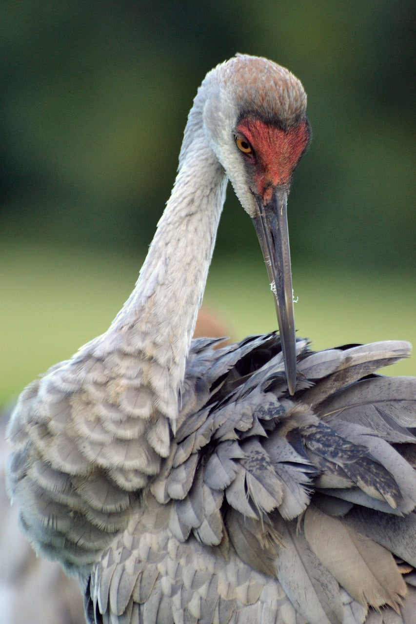 sandhill crane, bird, nature-4306702.jpg