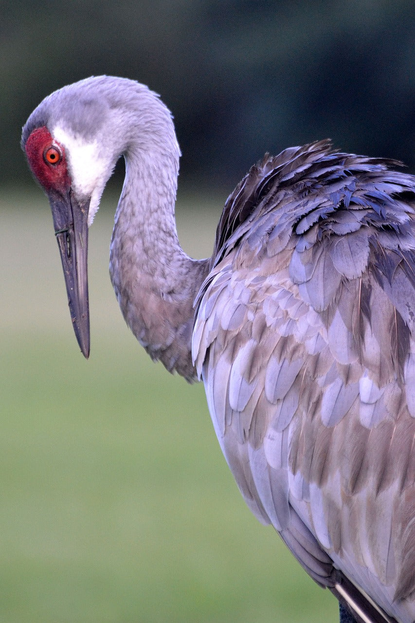 sandhill crane, florida, nature-4306706.jpg