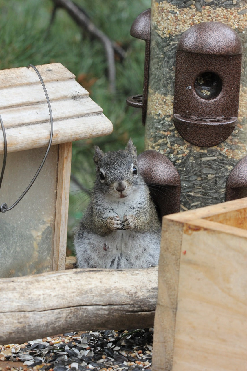 squirrel, cute, nature-3731764.jpg