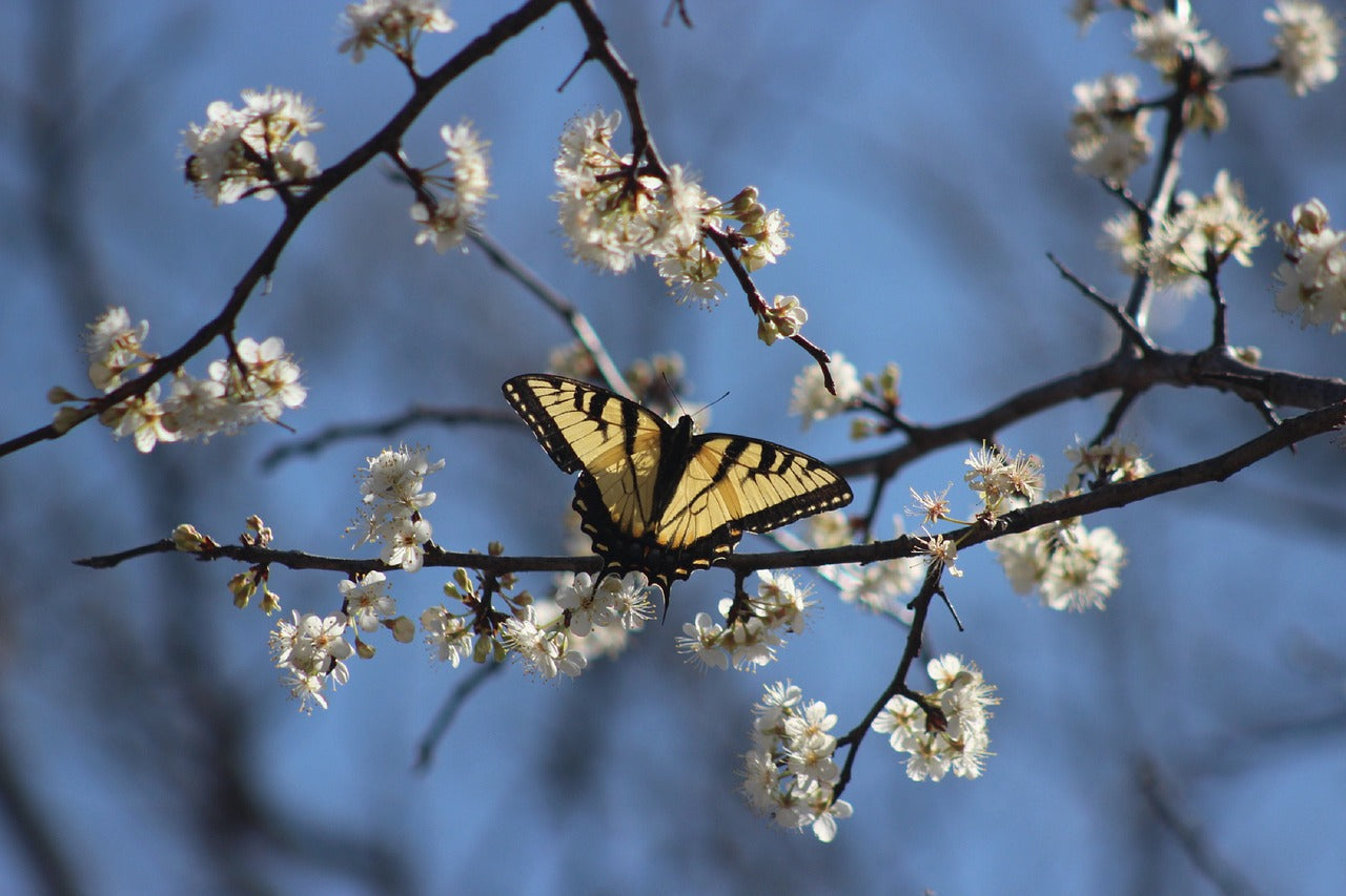 swallowtail, flower wallpaper, butterfly-7373087.jpg