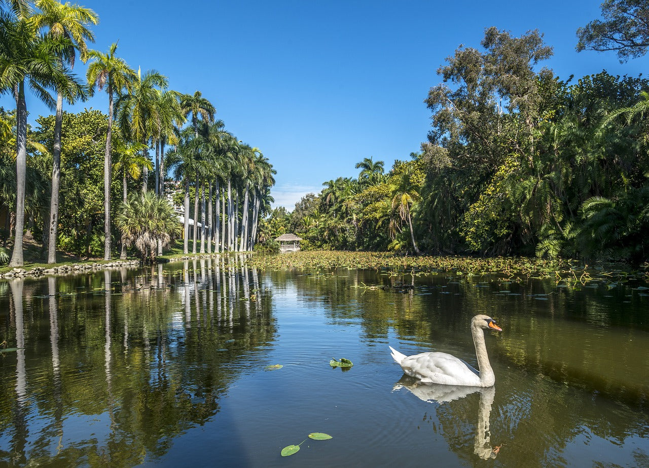 swan, bonnet house, historic-5122064.jpg