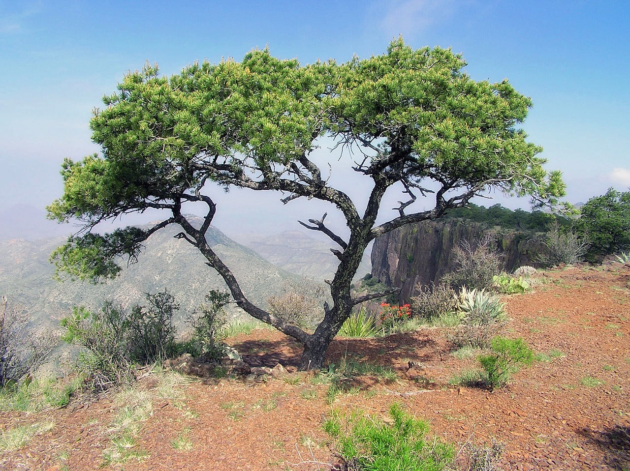 texas, landscape, scenic-139648.jpg