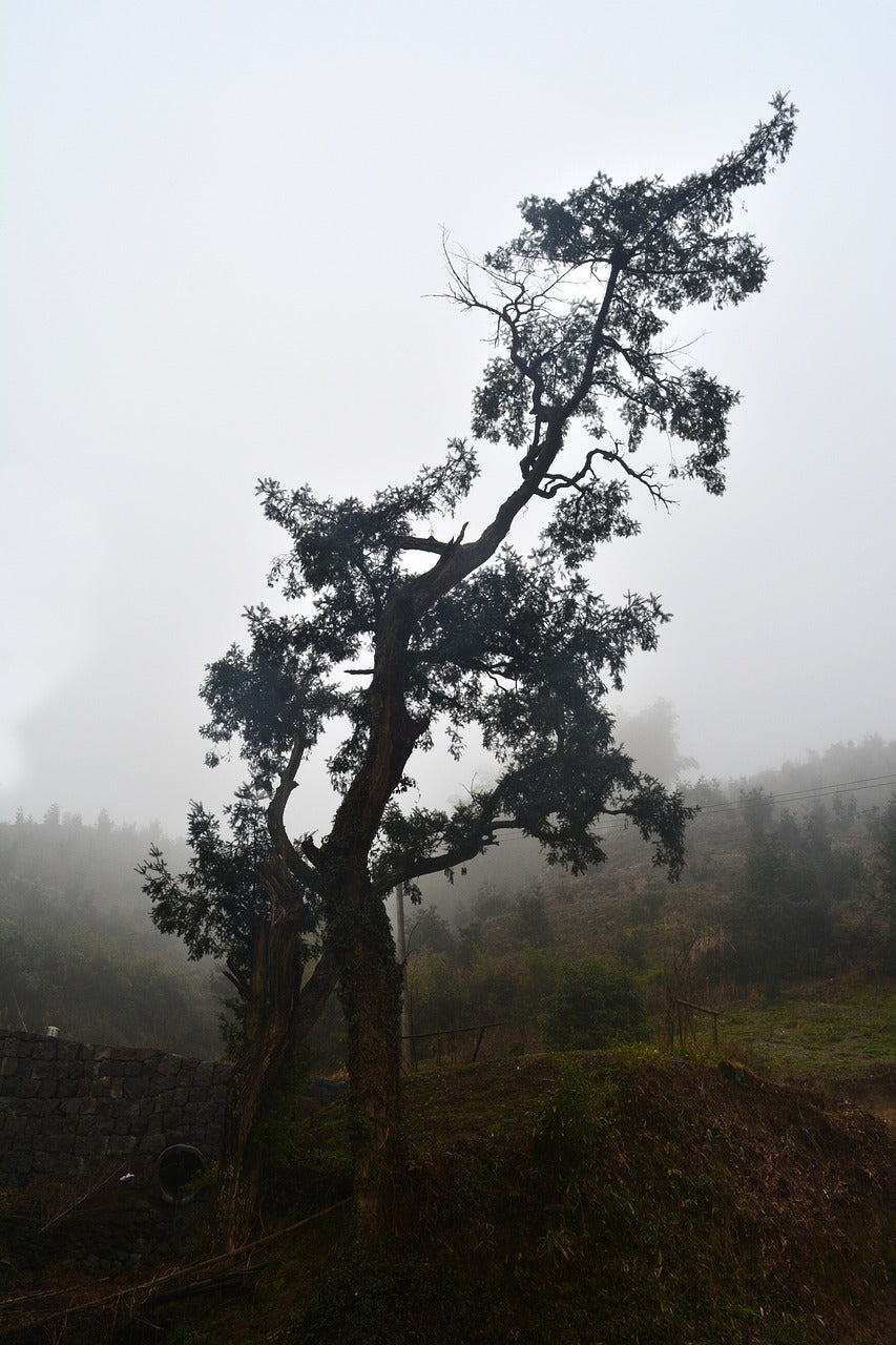 torreya, centennial torreya tree, tree shadow-651684.jpg