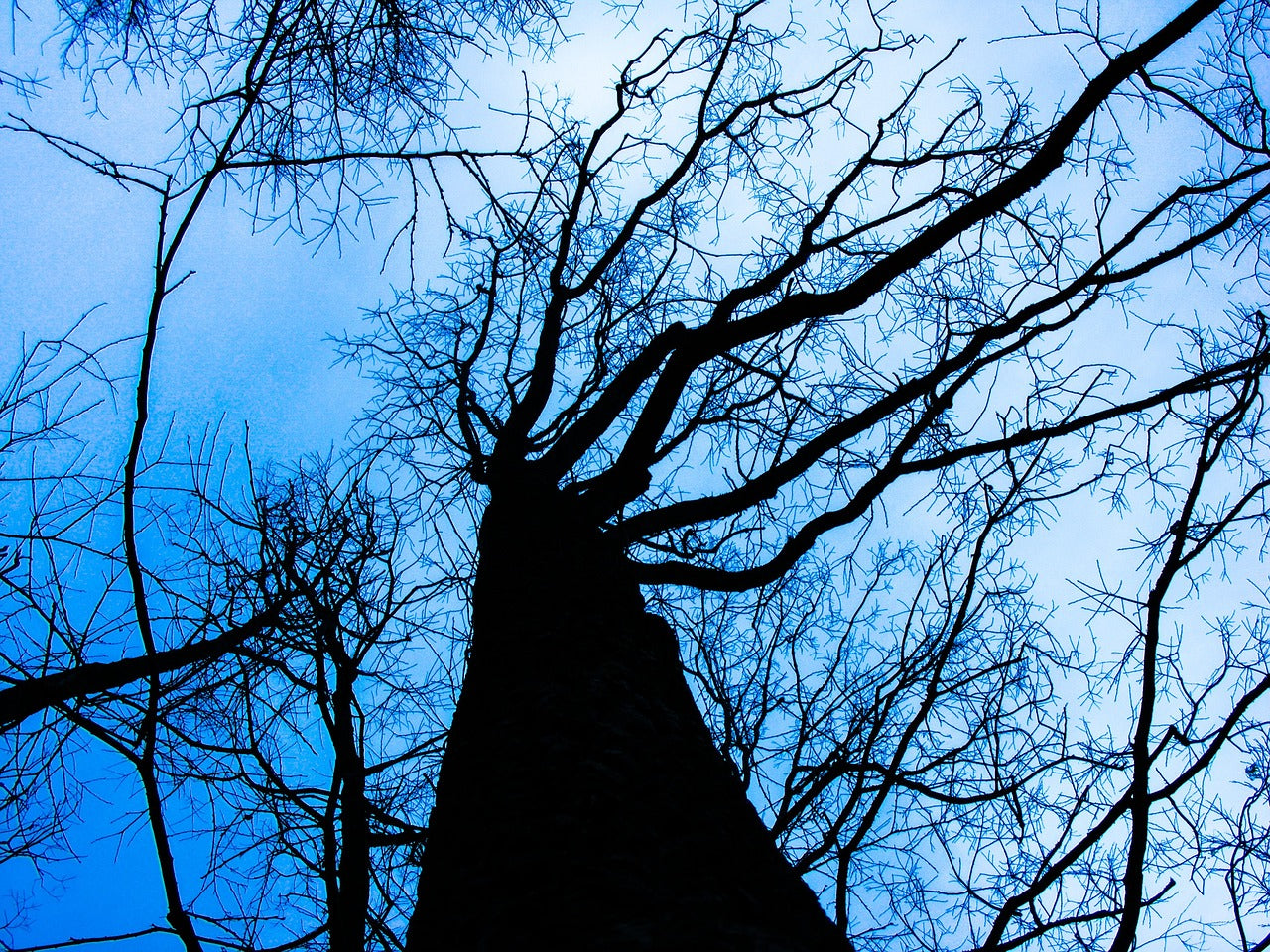 tree, dead, winter-200221.jpg