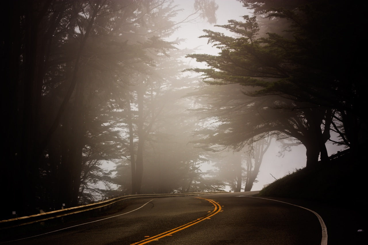 tree, fog, coast-696833.jpg