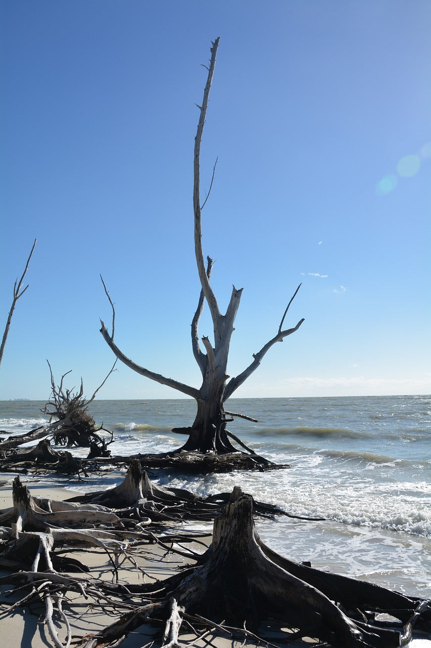 tree, wood, dead-485186.jpg