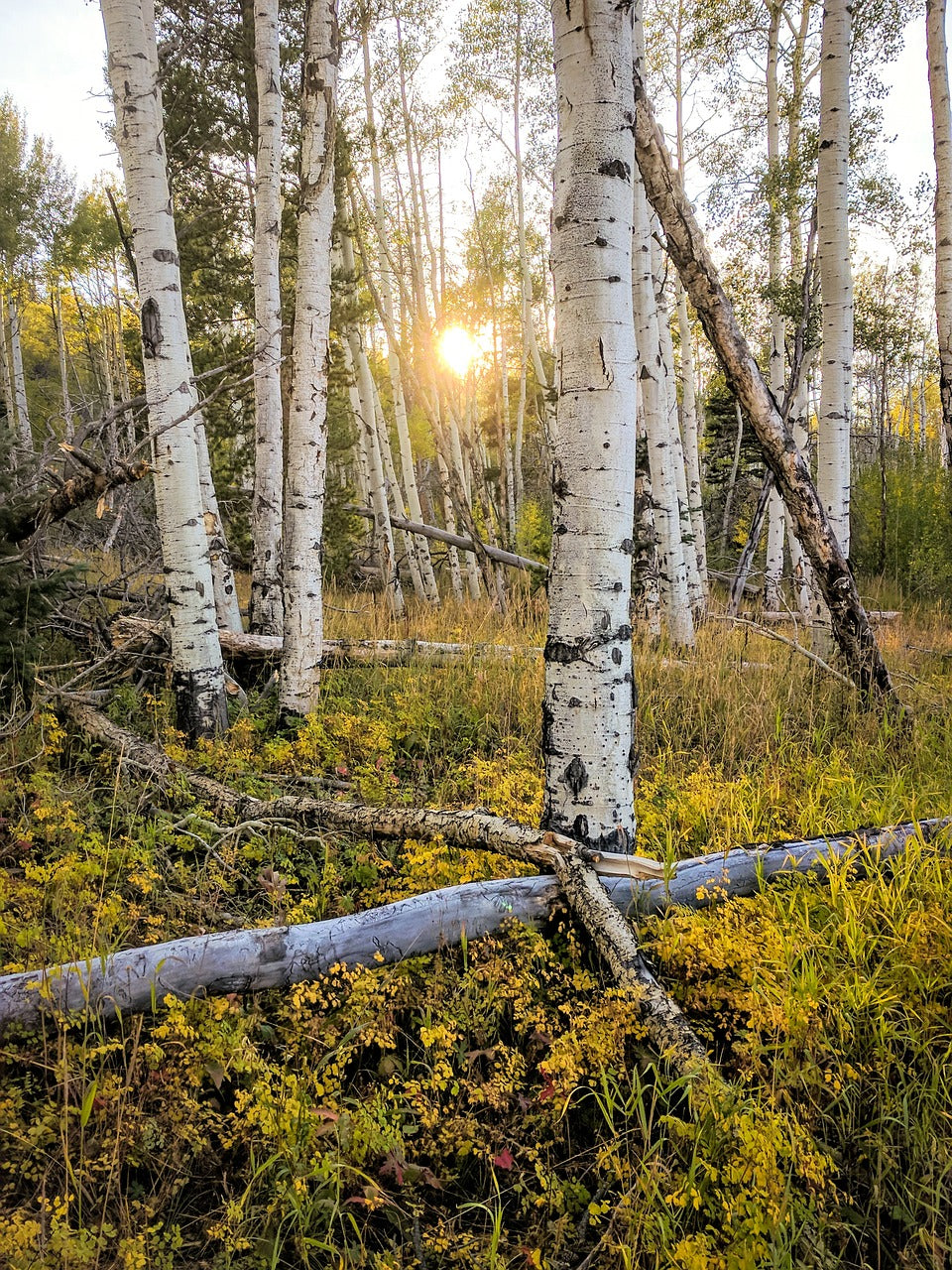 trees, leaves, forest-6494531.jpg