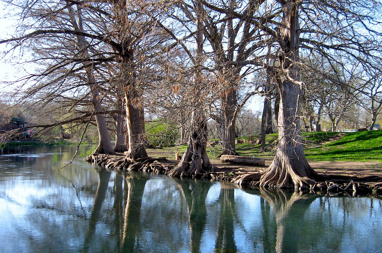 trees, river, nature-7311116.jpg