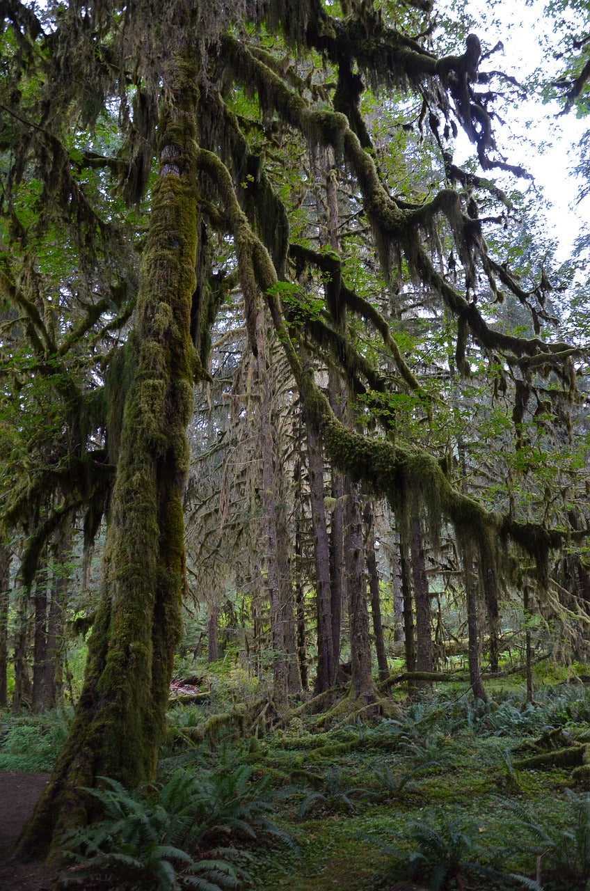 usa, america, tree-1663329.jpg