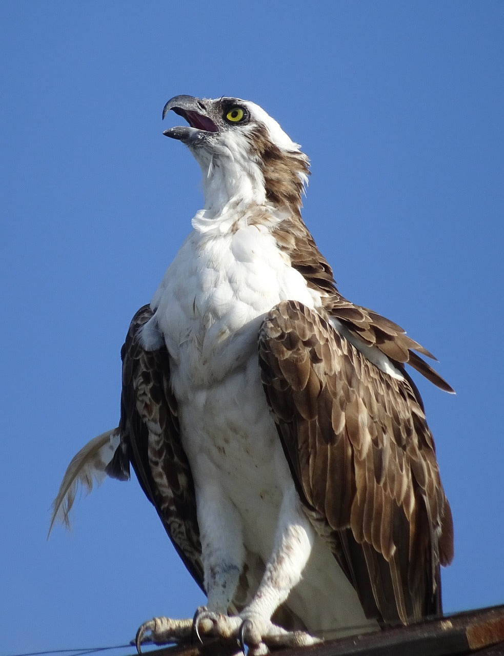 white-tailed eagle, bird, florida-4957833.jpg