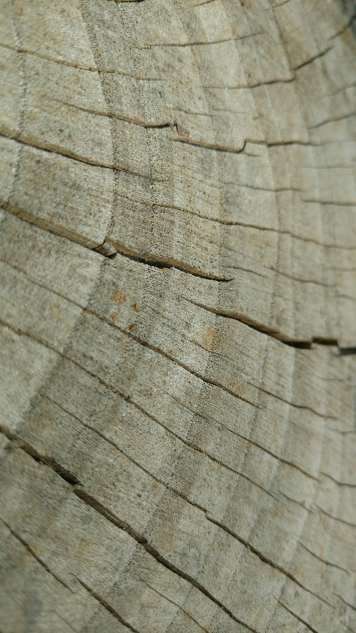 wood, tree, lakewood-2363194.jpg