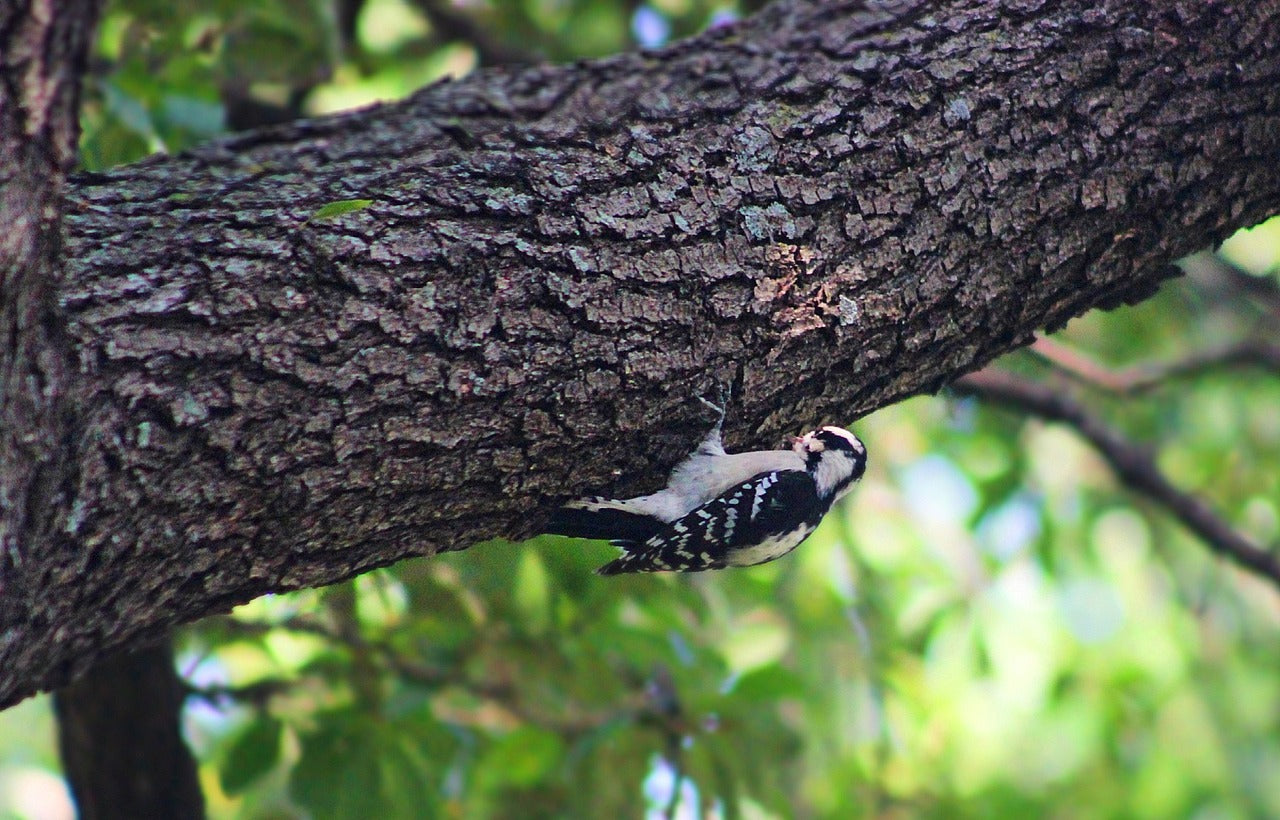 woodpecker, bird, animal-7415167.jpg