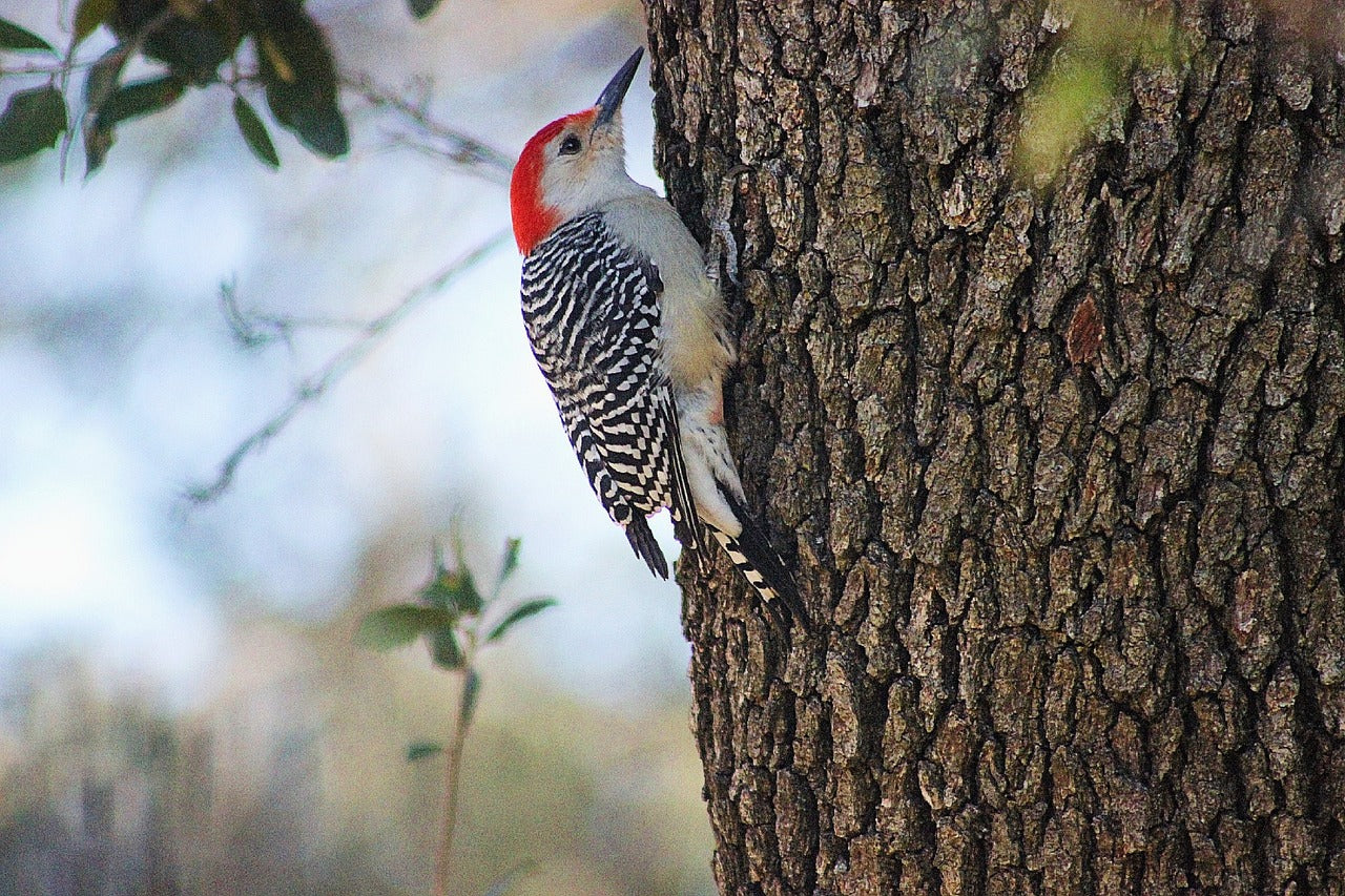 woodpecker, bird, nature-7392581.jpg