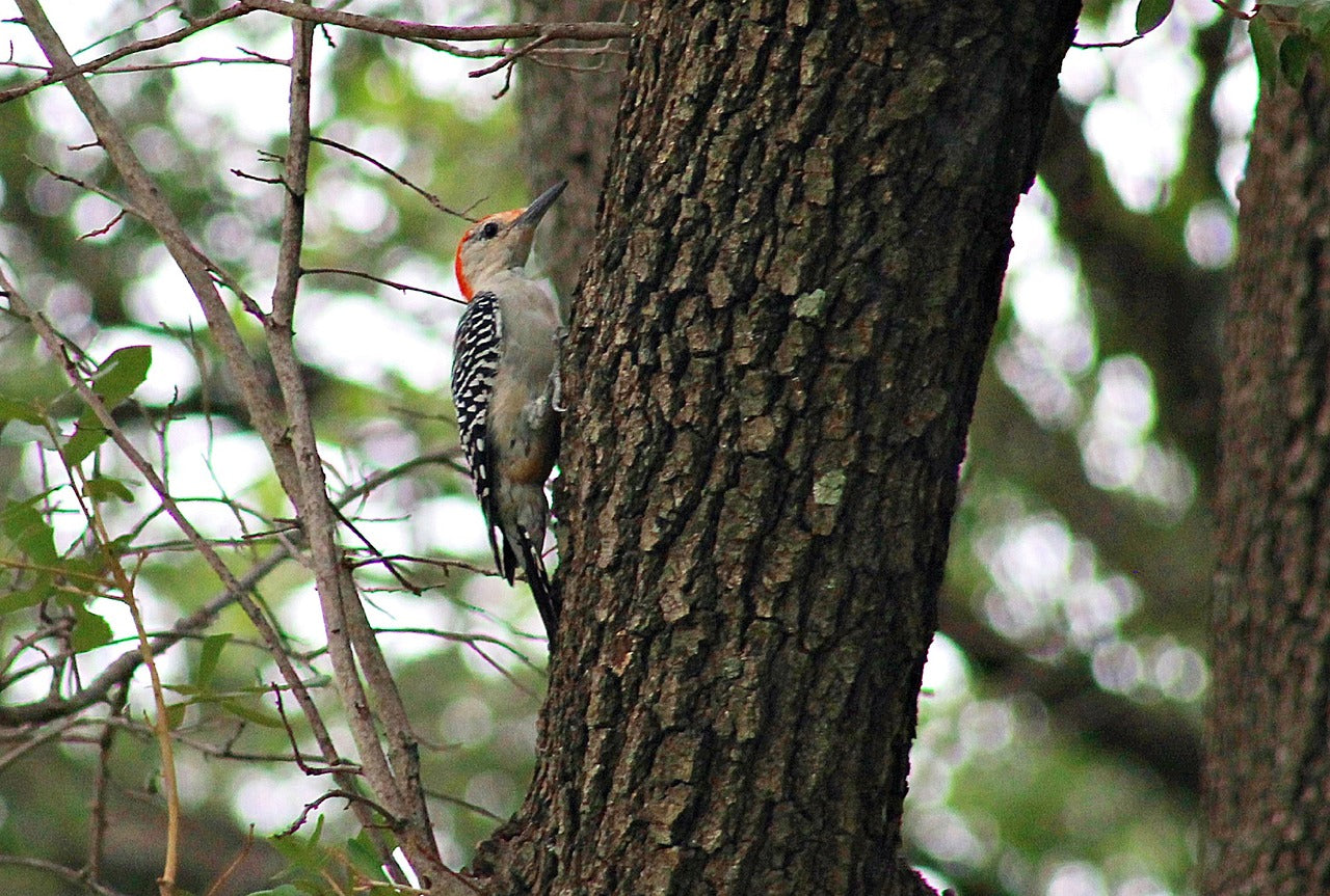 woodpecker, bird, tree-7461743.jpg