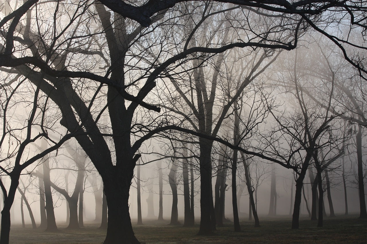 woods, texas, mist-1819227.jpg